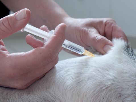Daily insulin injections are essential for managing Type I diabetes in dogs. (Thinkstock)