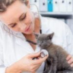 What to Expect at Your Pet’s Annual Vet Visit