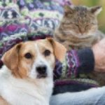 wellness exam for senior pets