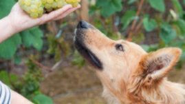 dogs and grapes