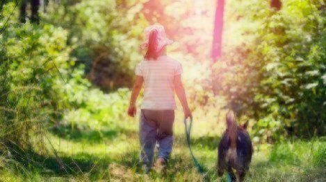 lyme disease prevention for pets