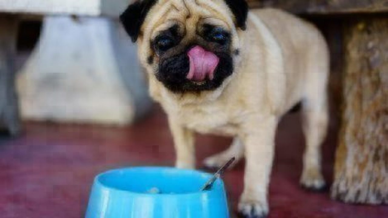 Pug licking his chops with bowl