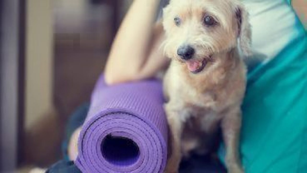 healthy paws yoga dog exercise