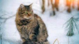 keep cats safe in the winter