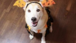 Best Halloween Costumes for Pets