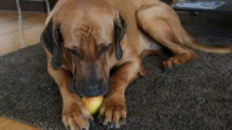 Can Dogs Eat Apples