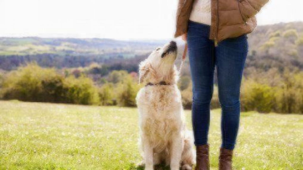 how to select a dog walker