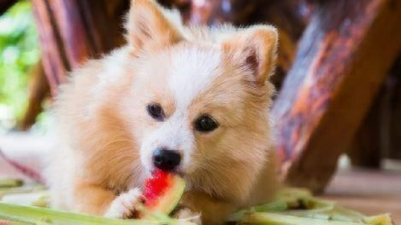 can-dogs-eat-watermelon-healthy-paws