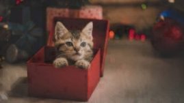 Pets Gift Guide