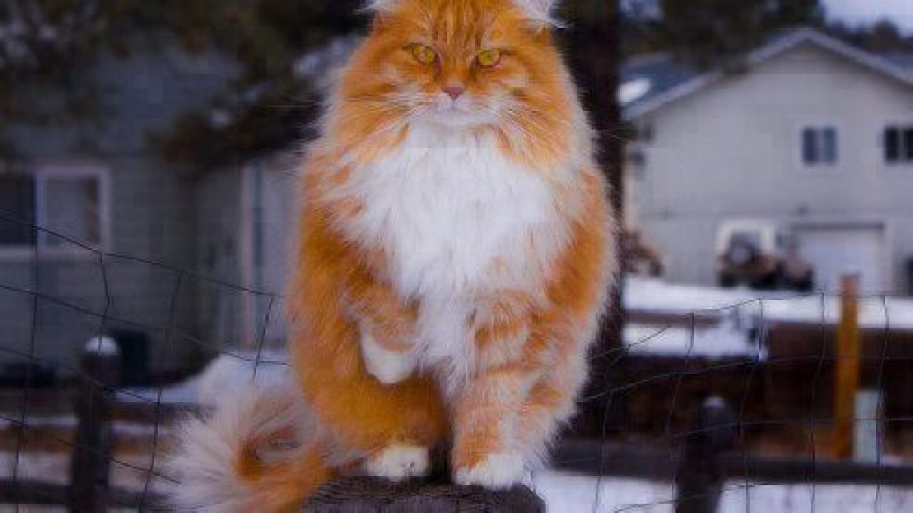 Cat Facts Norwegian Forest Cat Healthy Paws Pet Insurance