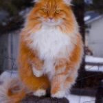 Healthy Paws Norwegian Forest Cat
