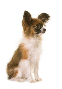 small white and brown dog