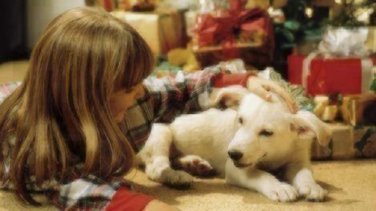 little girl petting white dog next to christmas tree