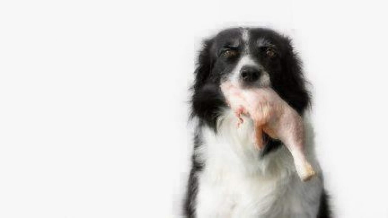 Can Dogs Eat Chicken? | Healthy Paws