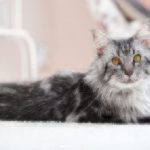 Healthy Paws Maine Coon