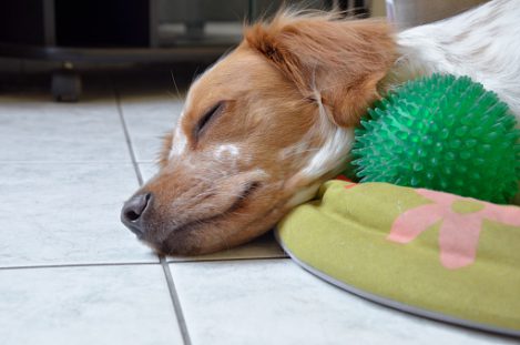 Healthy Paws dog beds