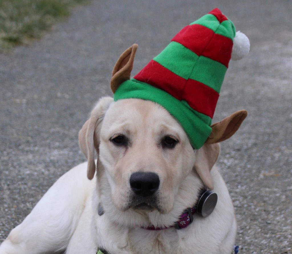Labrador with elf hat