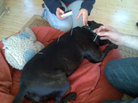 Dog getting acupuncture 
