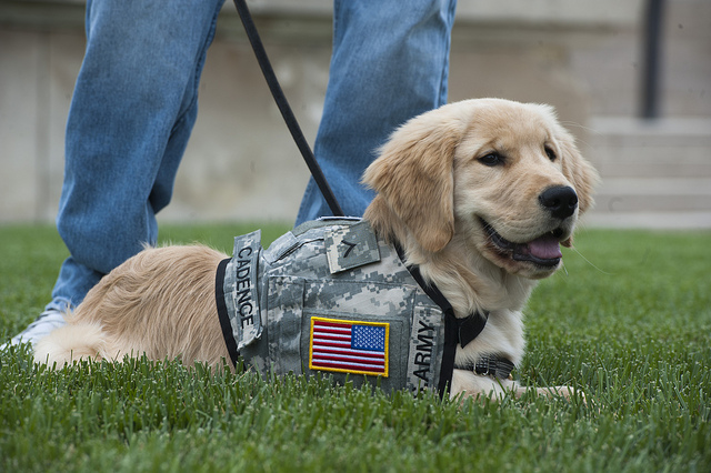 Golden Retriever puppy military