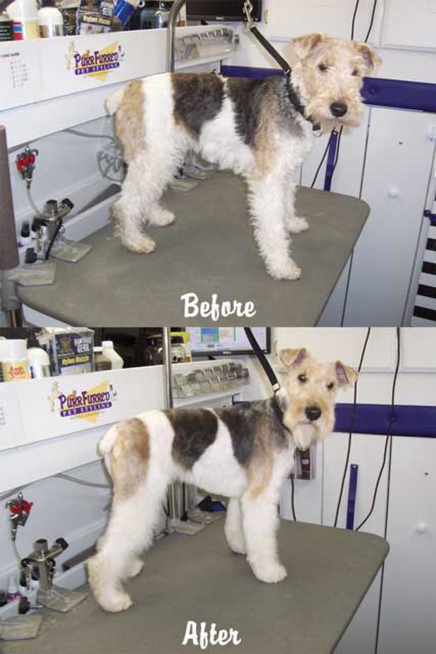 mobile dog grooming Chicago