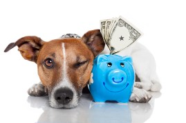 health insurance dogs, pet insurance dogs, economic relief dogs
