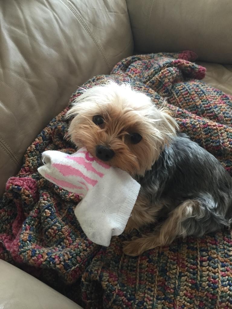 dog stealing socks