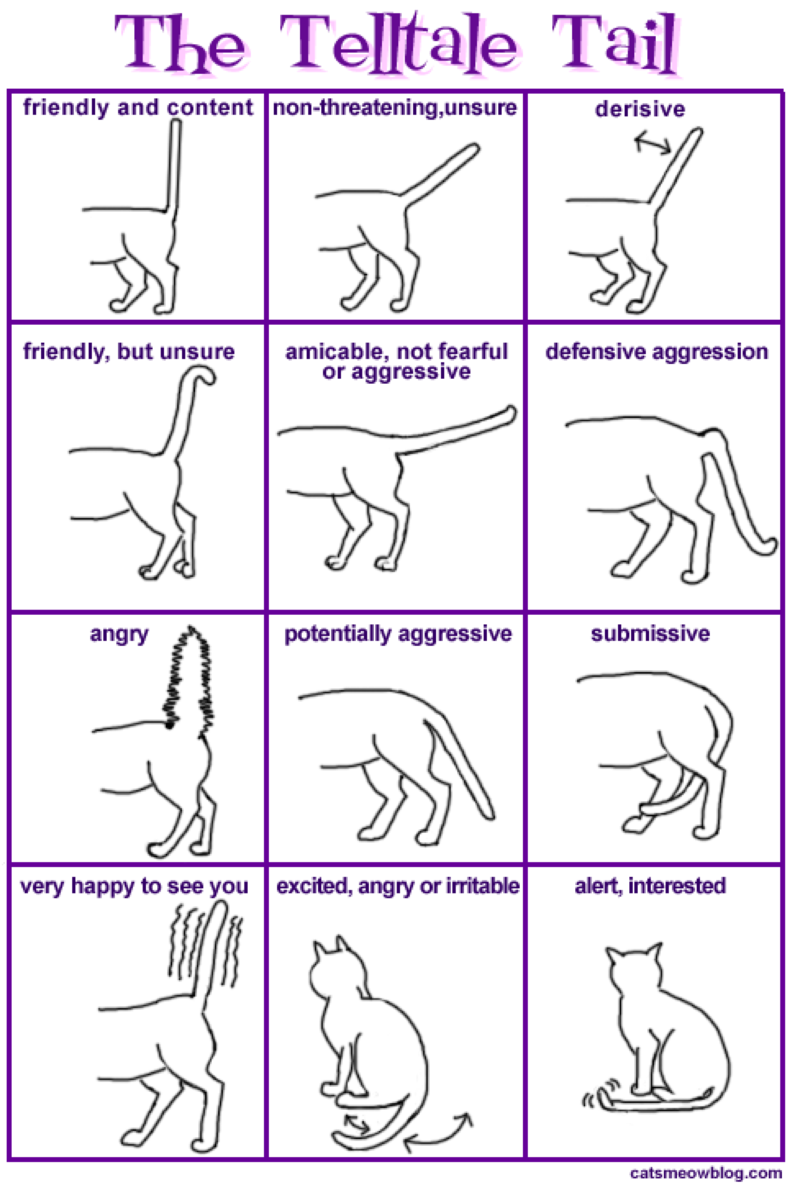 cat tail body language