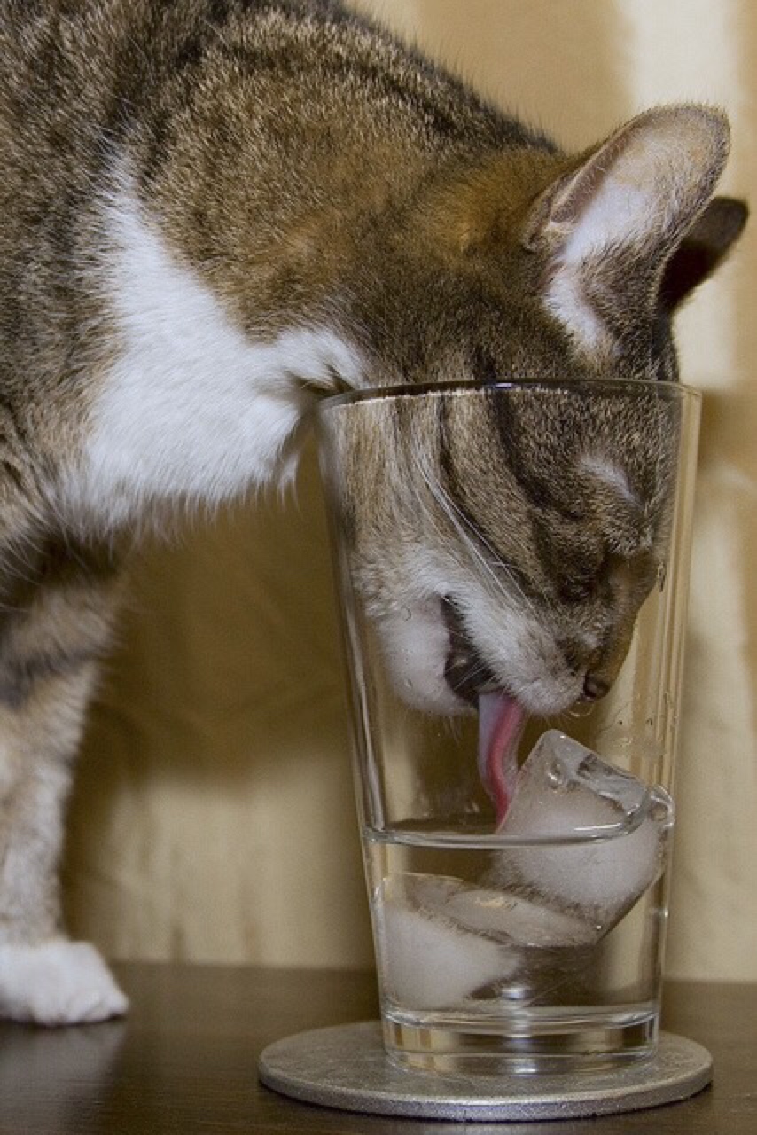cat eating ice
