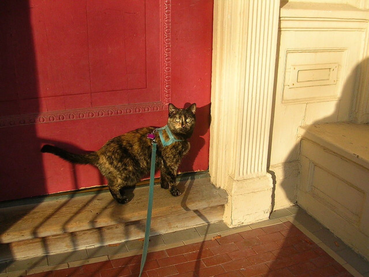 cat leash harness