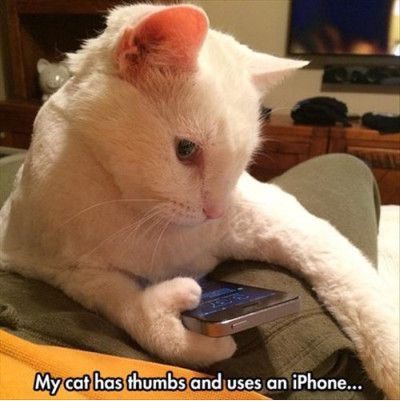 cat thumbs