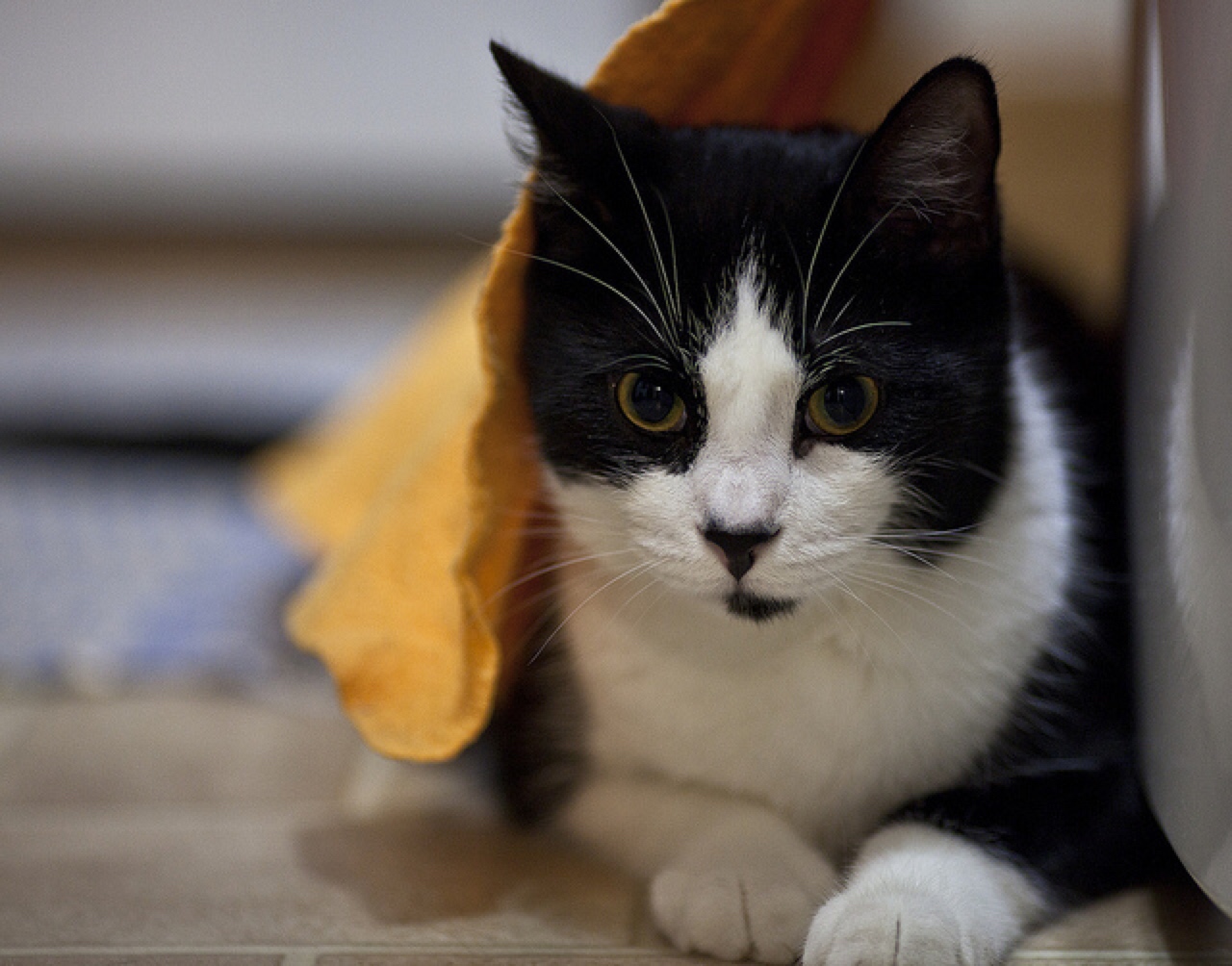 cat wet towel