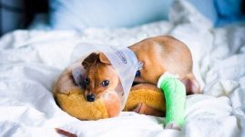 dog bone fractures