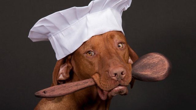 homemade dog food