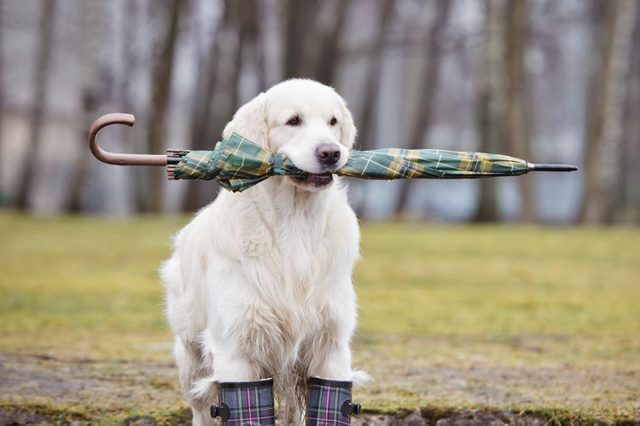 white dog holding umbrella