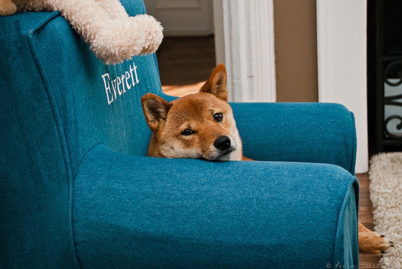 dog chair