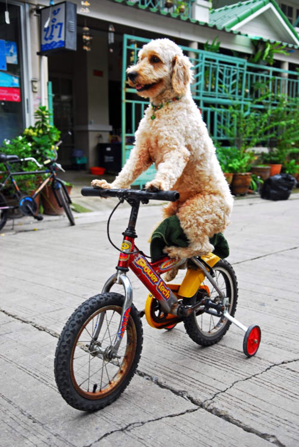 dog bicycle