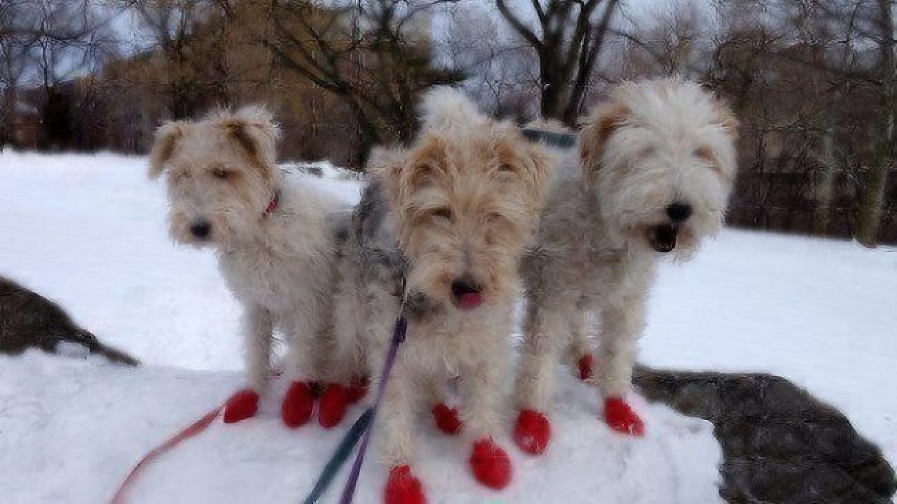 three dogs wearing booties in snow