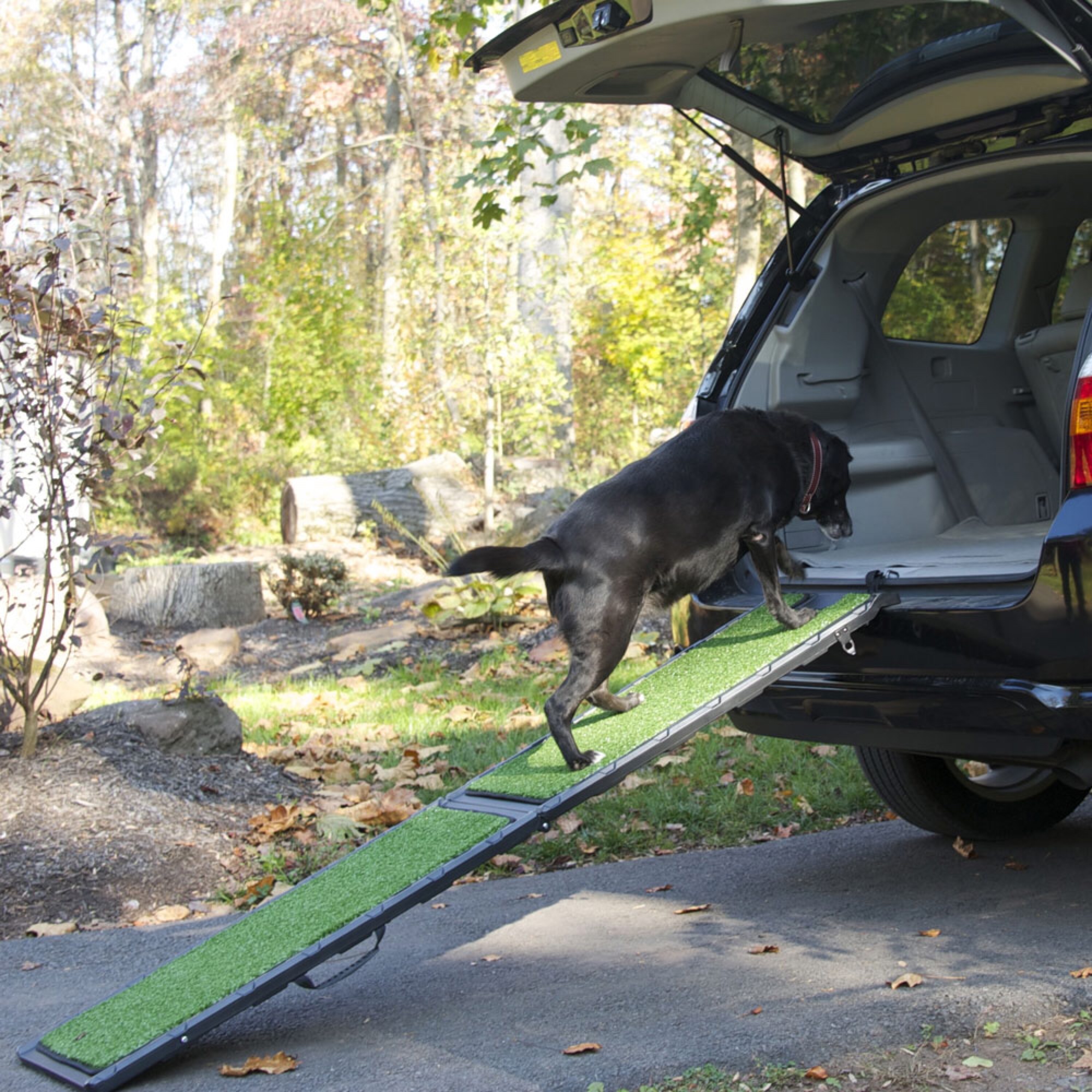 dog ramp car