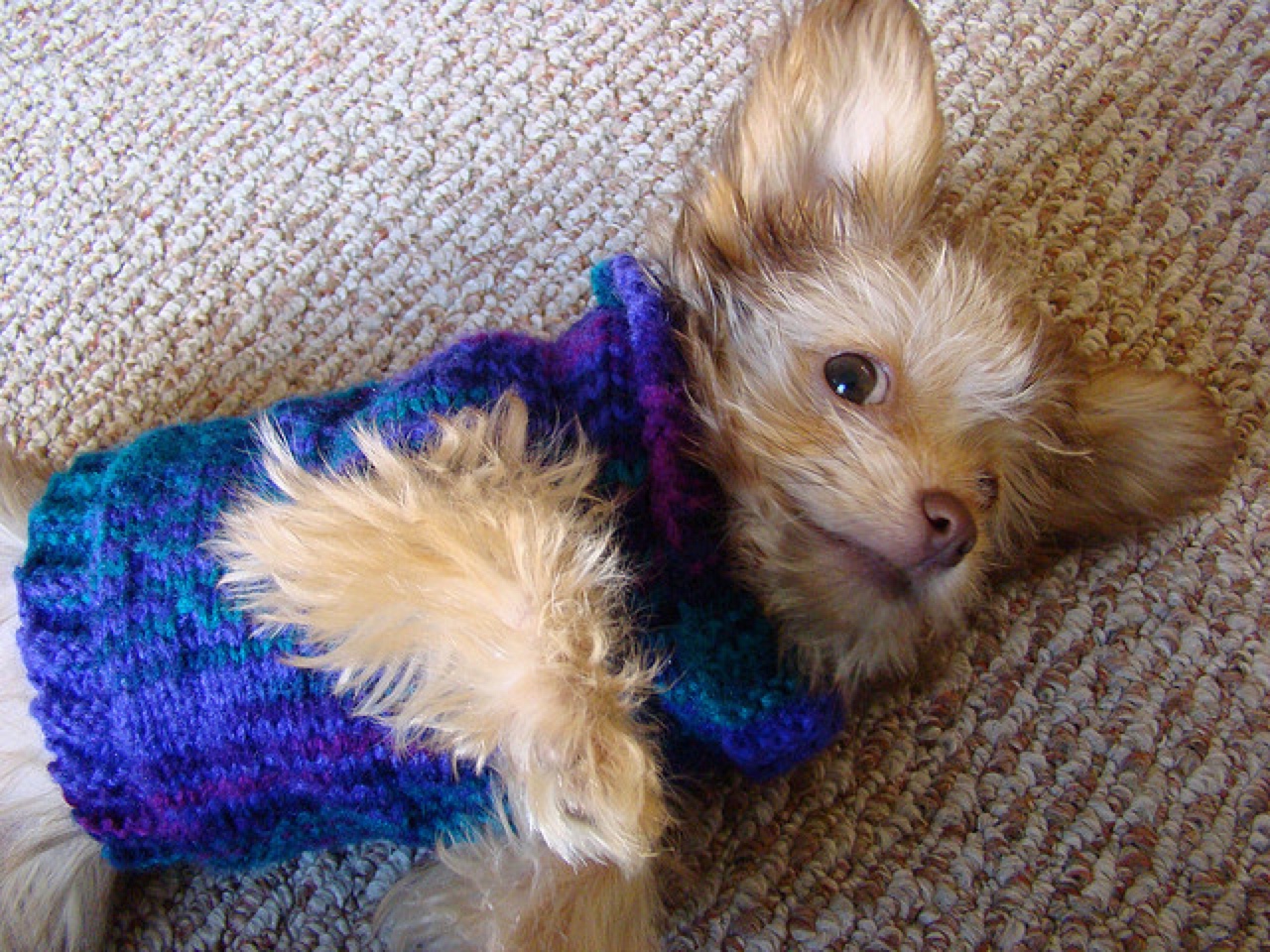 dog clothes sweater