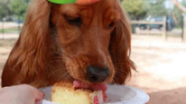 dog_eating_cake_birthday.JPG