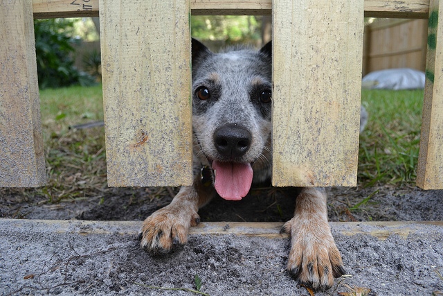 dog digging under fence