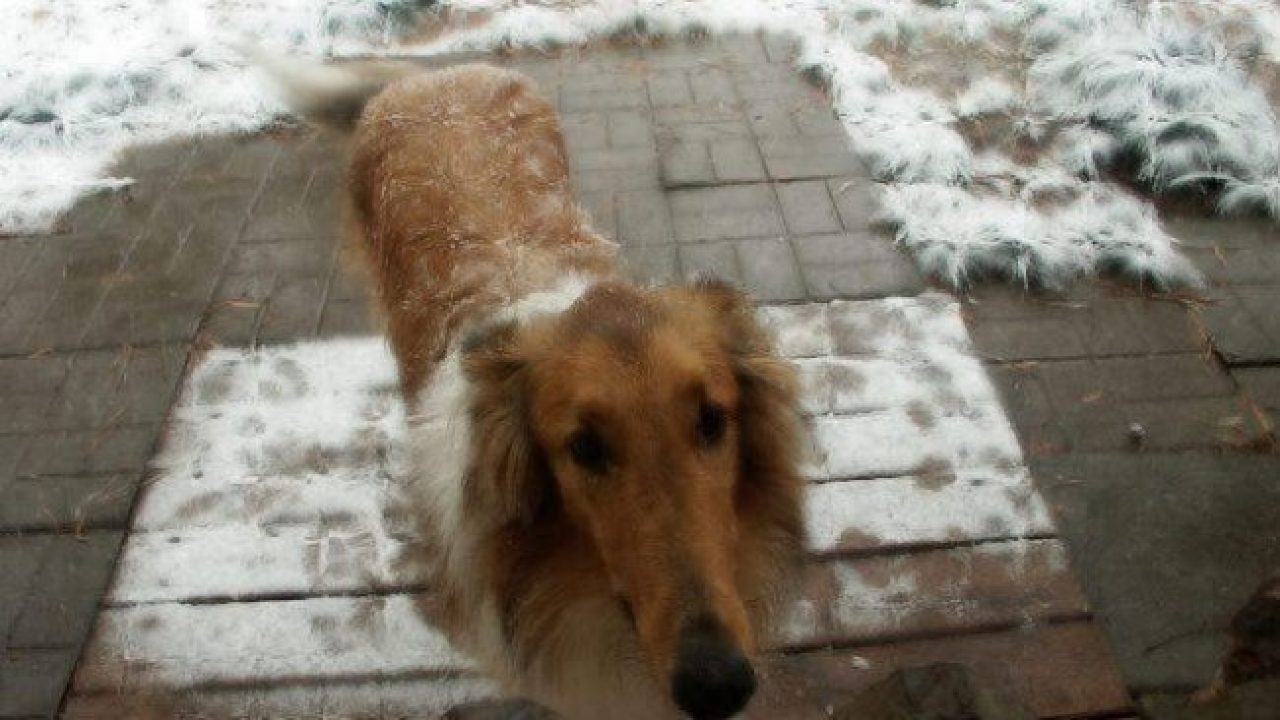 dog_outside_in_snow.JPG