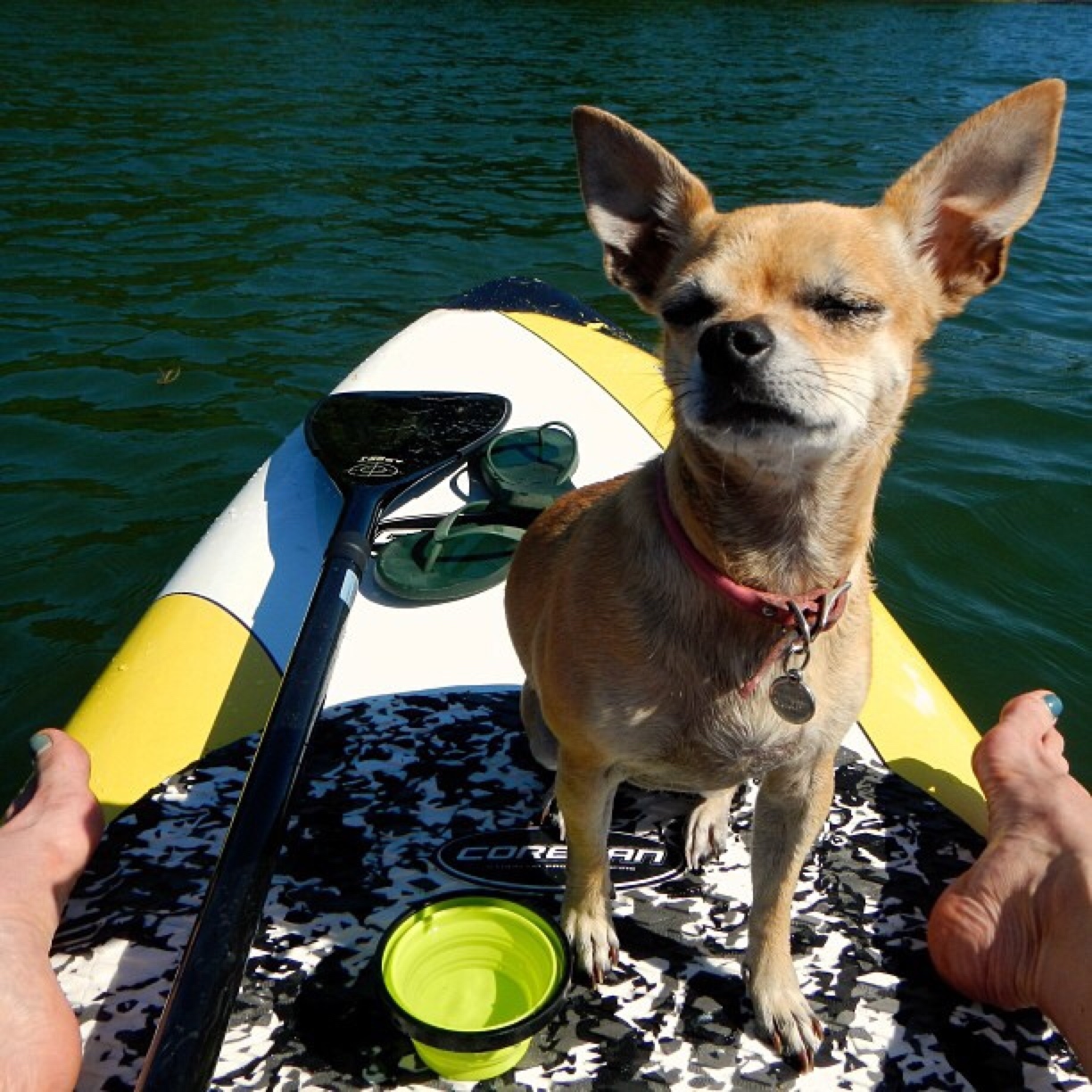 dog paddle boarding