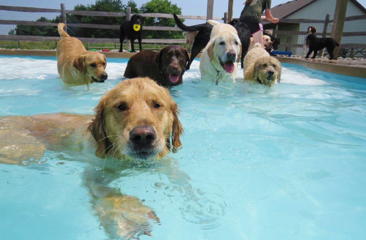 dog_pool_party_640x420.jpg