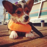 puppy with life jacket