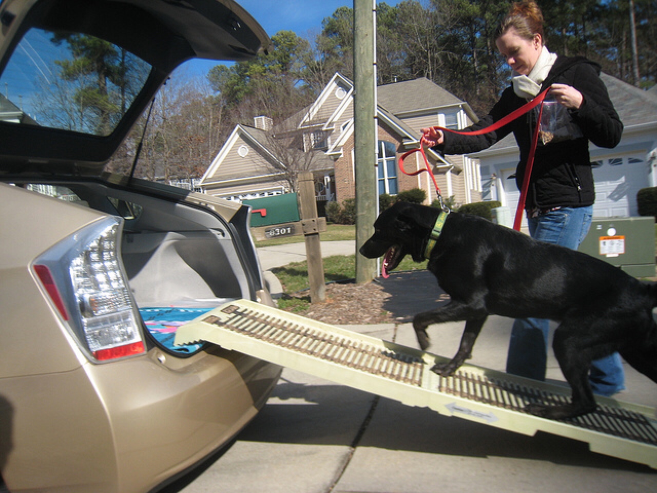 dog car ramp