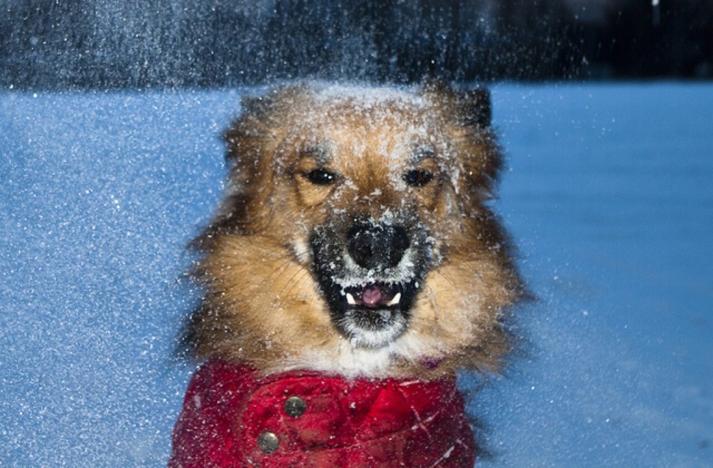 dog_snow_jacket_640x420.jpg
