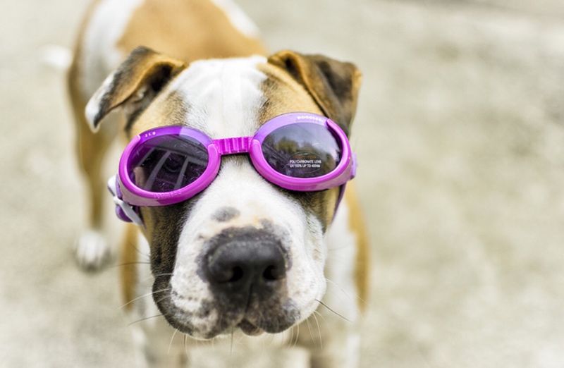 doggles dog clothes