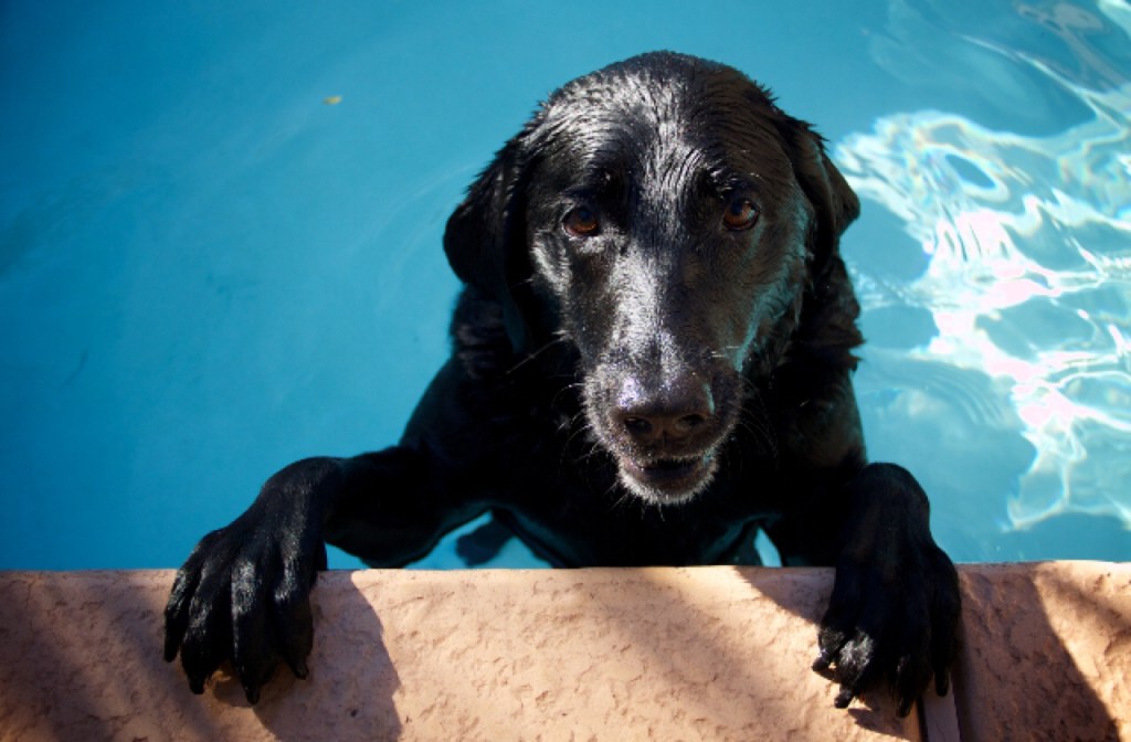 dog_swimming_pool_640x420.jpg