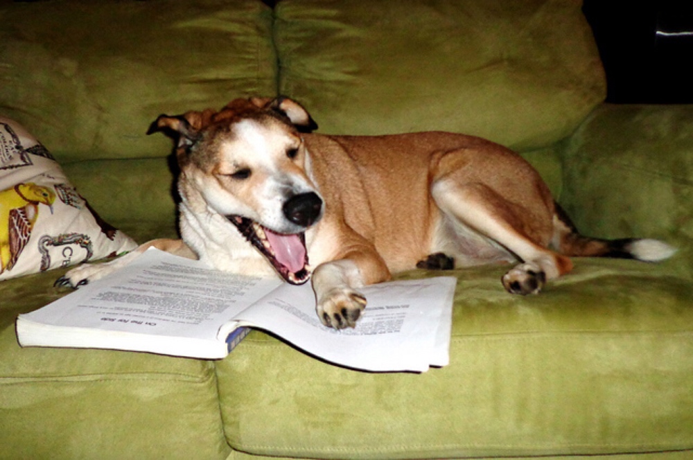 dogs reading